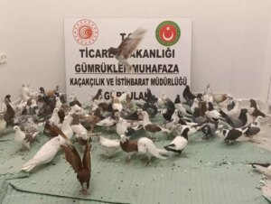 gurbulakta kacak guvercin ele gecirildi 2MDjP8w4.jpg